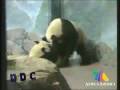 videos de DDC, Amor Animal, Amor Salvaje