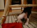 videos de Bodhi the frenchton