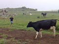 Chino escorriendo vacas....