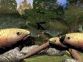 Trout Rising to Emergers magnified
