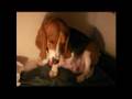 Basset Hound video