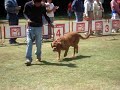 ESPECIALIZADA DOGO DE BURDEOS MAYO 2008 MEXICO D.F. CCDDB ESPECIALIZADA DOGO DE BURDEOS MAYO 2008 MEXICO D.F. CCDDB
