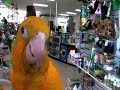 Golden Conures at Omars part 2