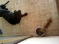 MARK E O RATO.wmv