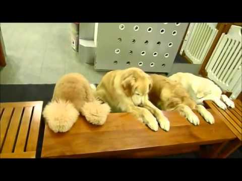 Quatro grandes cães rezam por comida