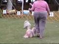 Somerset Hills KC 2008_Lhasa Spso bitches