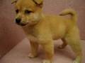 08/01 柴犬 shiba -母幼犬號-日新犬舍