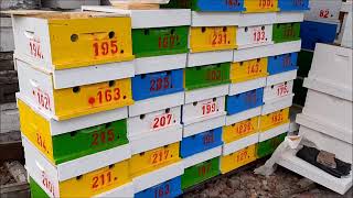 Como utilizar material estándar y convertirlo en multi nucleros y fecundadores de Abejas Reinas Como utilizar material estándar y convertirlo en multi nucleros y fecundadores de Abejas Reinas