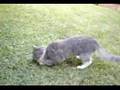 videos de Zaphira