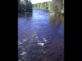 Fly fiching finland Suomi Nokisenkoski Fly fiching finland Suomi Nokisenkoski