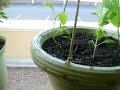 As the Tomatoes Take Over - June 15, 2008