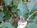 Hummingbird Chicks In Nest Hummingbird Chicks In Nest