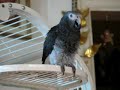 My Parrot Waa Waa   Crying like a  Like a Baby