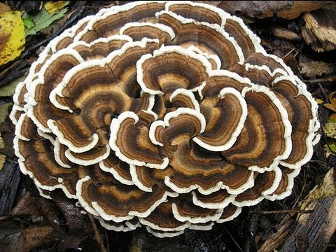 how to harvest turkey tail mushroom