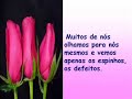 a parabola da rosa