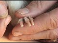 Pet Guinea Pig Nail Clipping Instruction Pet Guinea Pig Nail Clipping Instruction