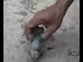 Mud Tragedy in Sidoarjo (Lapindo) part 4