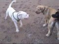 Bulldog Americano video