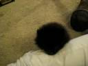 pomeranian puppy 8 weeks.mov