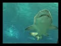 Shark in Barcelona Shark in Barcelona