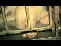 Pregnant Again - Crate Pig Talking - Animals Australia