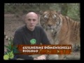 Passeio Animal - Tigre