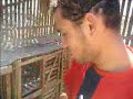 Pigeon Farming in Cairo