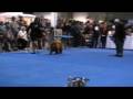 Eukanuba 2008,CH Eastern Magic Channel Beauty, Mayli Eukanuba 2008,CH Eastern Magic Channel Beauty, Mayli