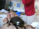 My lovely little Bigbug