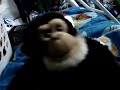 Forgot My Webkinz Signature Cnimpanzee