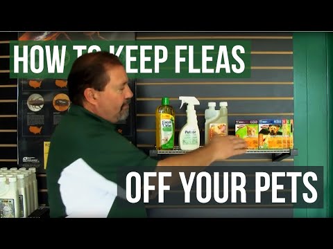 how to keep fleas off my dog