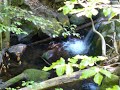 Rhodope Mountains in pictures and sound Rhodope Mountains in pictures and sound