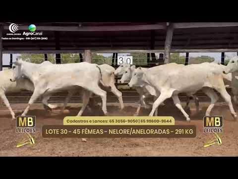 514� LEIL�O VIRTUAL MB LEIL�ES