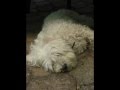 Maltés video