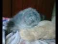 videos de LEONNA A CACHORRINHA TARADA...