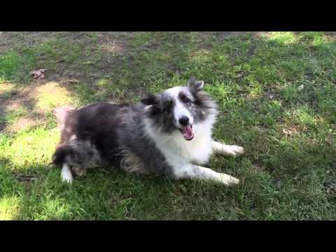 AKC Spayed Female sheltie current vaccines