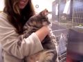Tubby the sweet male cat***Tubby was Adopted*** Tubby the sweet male cat***Tubby was Adopted***