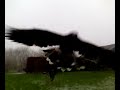 Roofvogelshow door Raf in Witry