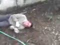 el resvalon chaparral primos ostion wapo