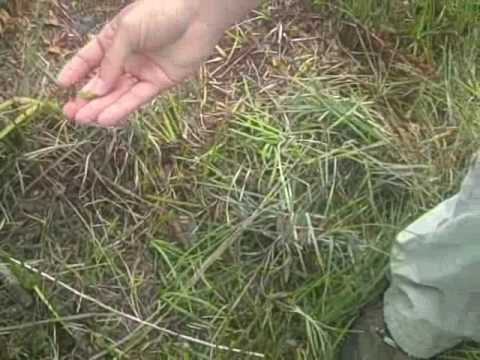 how to harvest venus flytrap seeds