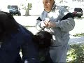 Ingus - German Shepard - personal protection dog training Ingus - German Shepard - personal protection dog training