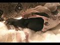 Large Snake Swallows a Pig Large Snake Swallows a Pig