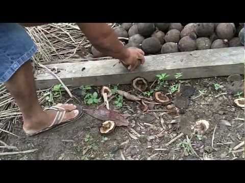 how to harvest brazil nuts