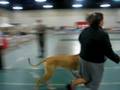 Miss Starlett at the GDCA National Show