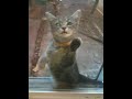 Stuck In Screen Door
