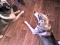 dogs doin tricks :) dogs doin tricks :)