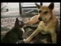 Really Funny Cats