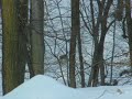 Vladopolovnik