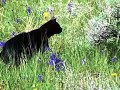 National Geographic Cats Icon