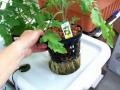 DWC: A 2 Plant System